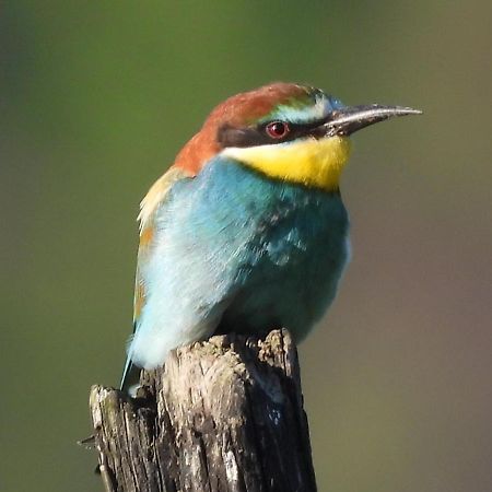 Appartamento Feriendomizil Bergamini Bischoffingen Esterno foto