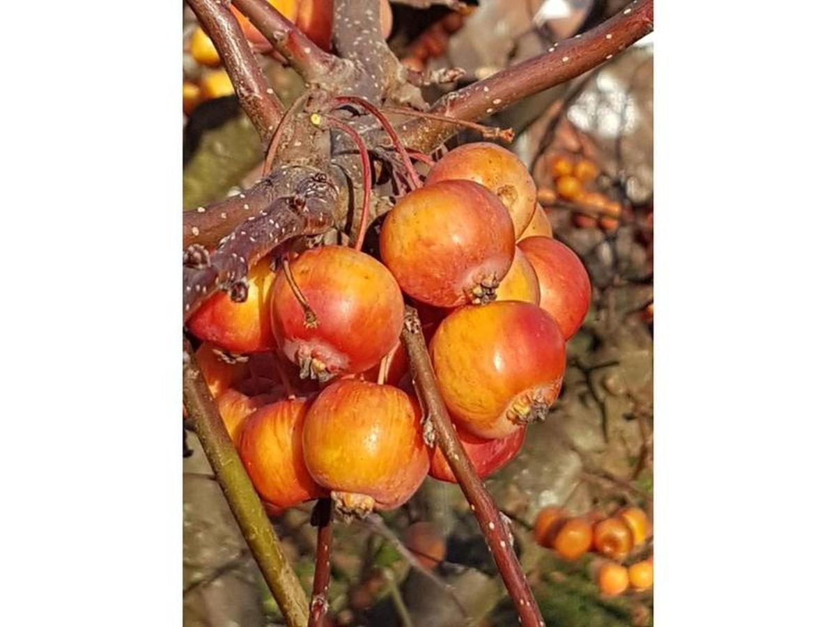 Appartamento Feriendomizil Bergamini Bischoffingen Esterno foto